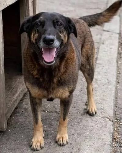 Orelha, community dog of Praia Brava